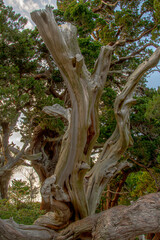 Wall Mural - roots of a tree