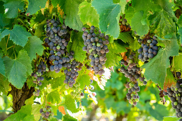 Wall Mural - Close up vine grape in champagne vineyards at montagne de reims