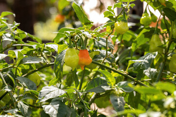 Canvas Print - Pepper plants with fruits