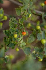 Canvas Print - Pepper plants with fruits