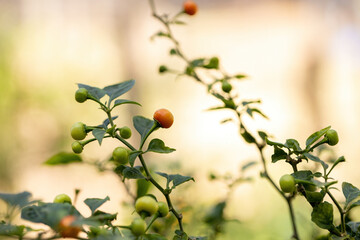 Wall Mural - Pepper plants with fruits