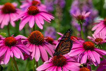 Close-up View Of A Monarch Butterfly Feeding On Purple Coneflowers (echinacea Purpurea) In A Sunny Ornamental Garden