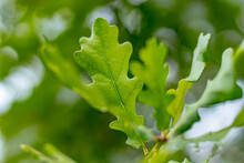 The Leaves Of An Oak Tree. Very Soft Focus. Close-up