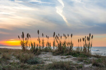 Reeds Grow In The Sands Of The Mediterranean Coast With Beautiful Sunsets And Skies, Reeds From North Africa Are Used In Many Products, Sand Canes, Clouds Sandy Beach Sea Mediterranean Sea.