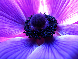 close up of a purple flower