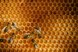 © ADDICTIVE STOCK - Honey bees crawling on honeycomb