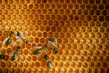 Honey Bees Crawling On Honeycomb