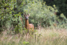 Roebuck In A Forest In Ommen The Netherlands