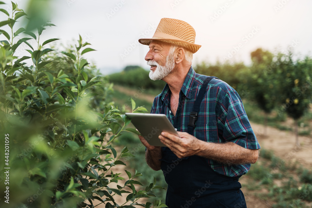 Sixty years old beard agronomist inspecting trees in orchard and using tablet computer. - obrazy, fototapety, plakaty 