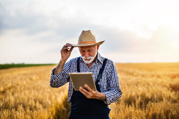 Sixty years old agronomist inspecting wheat field and using tablet computer.