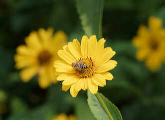 Canvas Print - Heliopsis helianthoides var. scabra oder Garten-Sonnenaugen blüht mit einfache, halbgefüllte oder gefüllte strahlenförmige Blütenkörbchen in unterschiedlichen Gelbnuancen