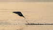 Swallow in flight at sunset.