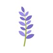 Spring lavender icon flat isolated vector