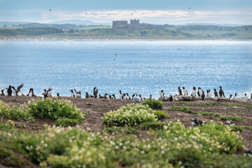 Guillemots and Razorbills on the beach of Inner Farne in the Farne Islands with Bamburgh Castle (out of focus) in the background