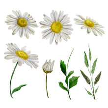 Daisies Isolated On White Background