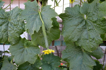 Wall Mural - Barrezi or Italian cucumber on a background of green branches and leaves. Young cucumber plants with yellow flowers.