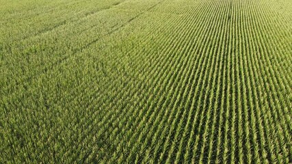 Wall Mural - a bird's eye view of ripening corn field