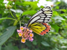 A  Beautiful Butterfly Sucking A Honey From Flower.... 