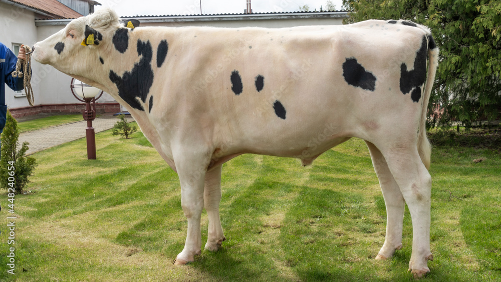 Beautiful breeding bull in the farm corral. The bull-producer in the ...