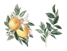 Watercolor Hand Drawn Bouquets Of Lemons, Citrus Flowers And Branches On White Background.