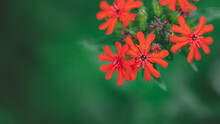 Red Tiny Flowers In Garden, Green Blurred Natural Background With Copy Space