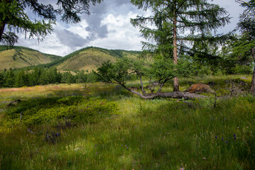 Wall Mural - forest in the mountains