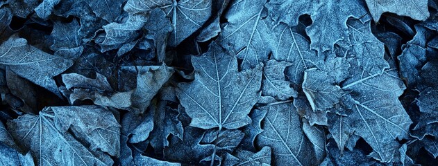 Maple leaves covered with crystal clear hoarfrost. Texture, background, wallpaper, graphic resources. Mysterious blue color. Atmospheric landscape. Winter wonderland. First snow, climate change