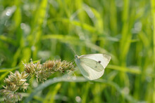 Cabbage White Butterfly (Pieris Rapae) In A Dewy Meadow.