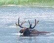 A bull moose enjoys a swim in Rocky Mountain National Park