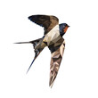 Freedom concept: swallow in low poly style.
Migratory bird