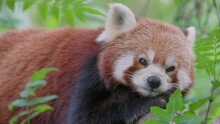 Close Up Of Cute Sleepy Red Panda Yawning In Wilderness,stick Out Tongue,slow Mo