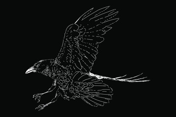 raven drawing in scratch style. vector isolated elements on the black background.