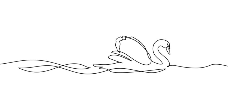 swan bird on water surface in continuous line art drawing style. mute swan black linear sketch isola