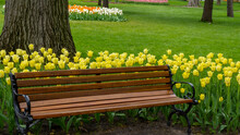 Tulips At Centennial Park, Holland, MI