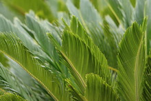 Closeup Of Sago Palm Leaves In Summer Sunshine