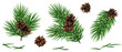 Christmas fir tree branches with brown pine cones and needles set isolated on white background. Vector illustration.