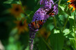 Budleja, motyle, stado motyli, ogród, rosliny ogrodowe