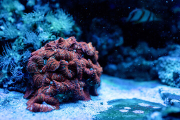 Poster - Underwater Image of sea plants and algae in the Sea