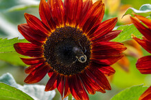 Closeup Of A Bumblebee Pollinating A Ring Of Fire Sunflower - Michigan