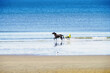 © sirocco - Cheval dans l'effort lors d'un entraînement sur la plage de Cabourg en Normandie