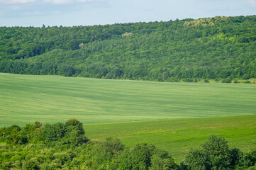 Beautiful summer landscape, green field on a sunny day