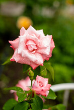 Pink Roses In Garden