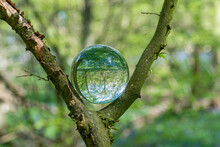 Crystal Photo Lens Magnifying Glass Spherical Ball Showing An Inverted Upside-down Image Of Woodland Trees Branches And Bluebells For Macro Environmental Photography Effect