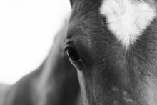 Black And White Portrait Of A Foal Close Up