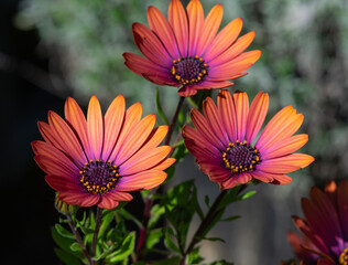 Wall Mural - Bronze African Daisy blossoms in closeup