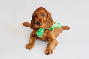 Wall Mural - charming Irish setter puppy of brown color on a white background