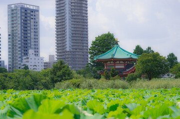 Wall Mural - 東京都台東区上野にある不忍池の景色