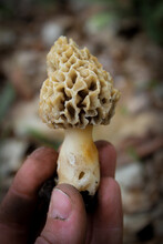 Picked Morel Mushroom