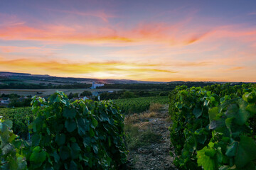 Wall Mural - Row vine grape in champagne vineyards at montagne de reims