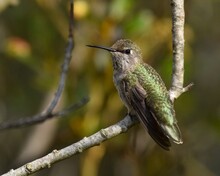 A Female Or Immature Male Anna's Hummingbird (Calypte Anna) In A Tree Beside The Salinas River. 